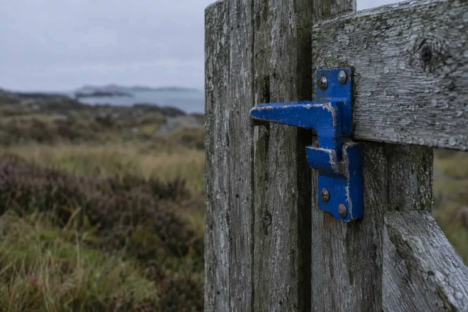 Close view of a cobalt blue painted metal latch dropped shut on a weathered grey wooden field gate, coastal grass and heather soft behind it.
