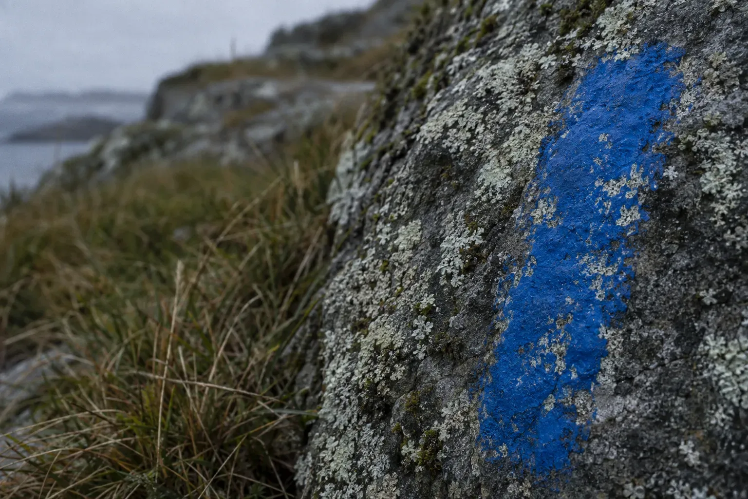 Close view of a thick hand-painted cobalt blue trail blaze on a lichen-crusted granite shelf beside a Norwegian coastal footpath, the paint chalky and part worn away.